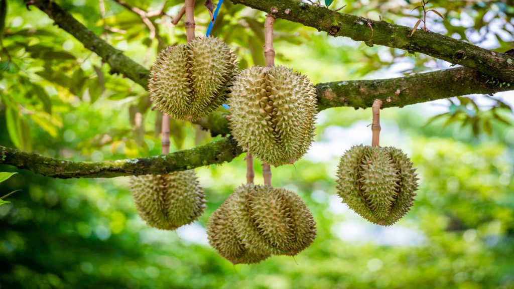ทุเรียนไทย