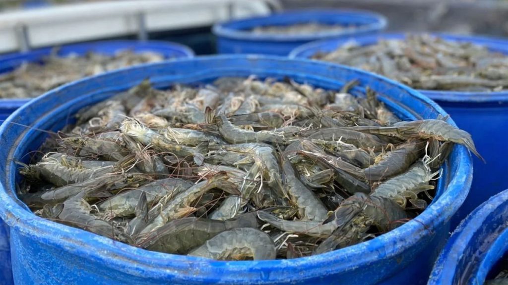 การส่งออกกุ้ง