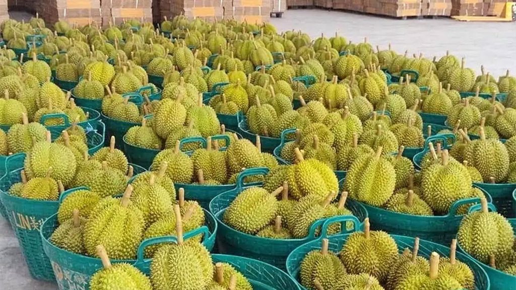 ส่งออกทุเรียน