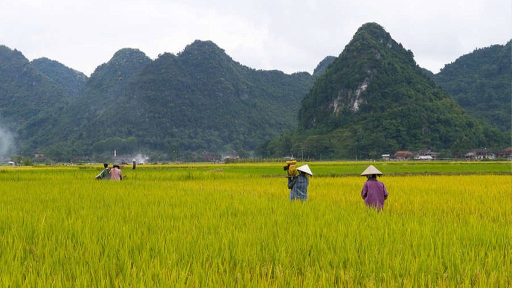 นาข้าวประเทศลาว