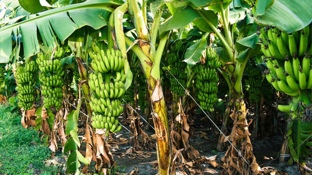 สวนกล้วยหอม