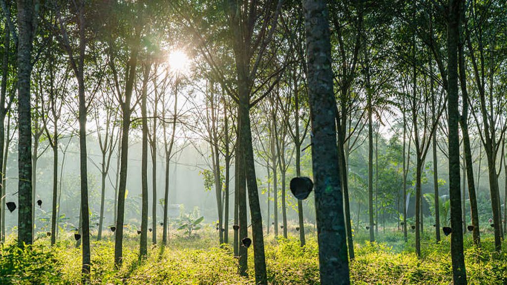 สวนยางพารา