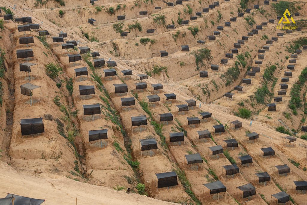 สวนทุเรียน สามเหลี่ยมทองคำ