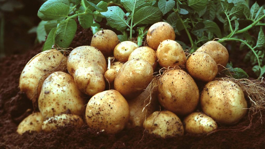 ลาวมีรายได้ 1.4 พันล้านดอลลาร์สหรัฐจากการส่งออกสินค้าเกษตรในปี 2566